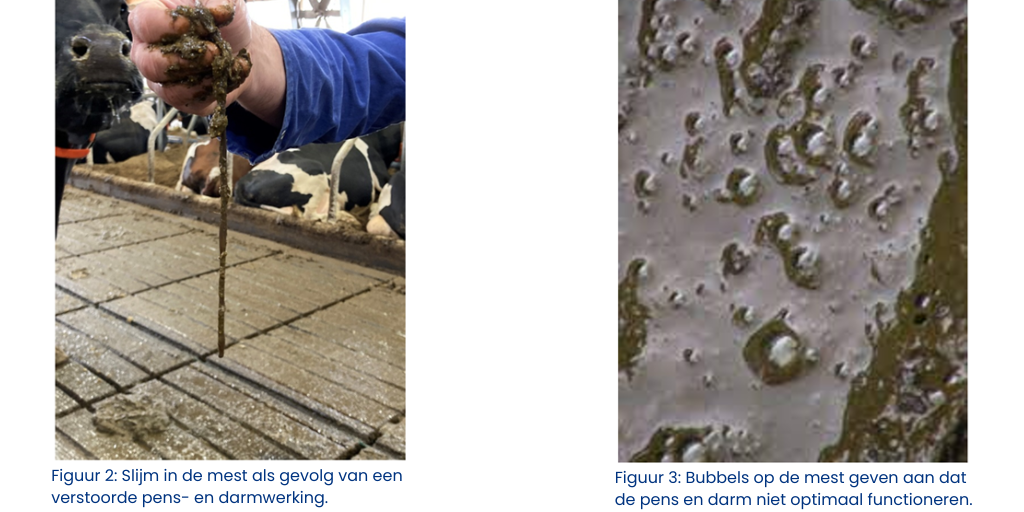 Figuur 2 en 3 gevolgen van verstoorde pens en darmwerking