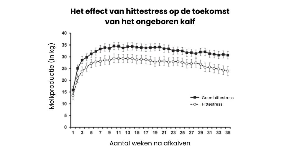 Het effect van hittestress op de toekomst van het ongeboren kalf 1024 512