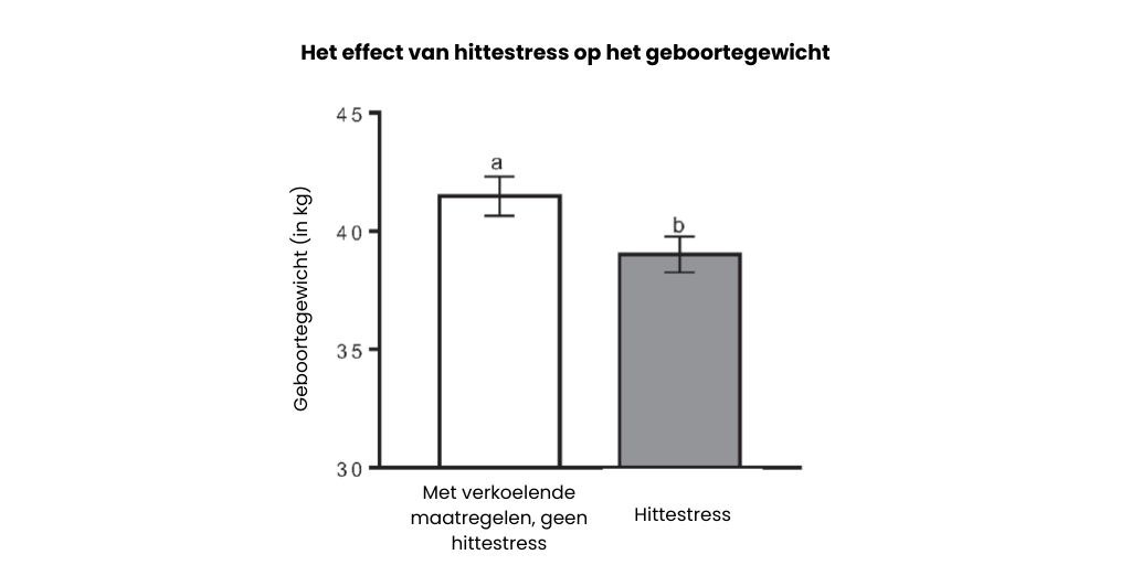 Het effect van hittestress op het geboortegewicht 1024 512