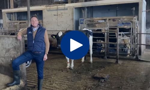 Video F Flog Gerard - Tjoelker Fouragehandel