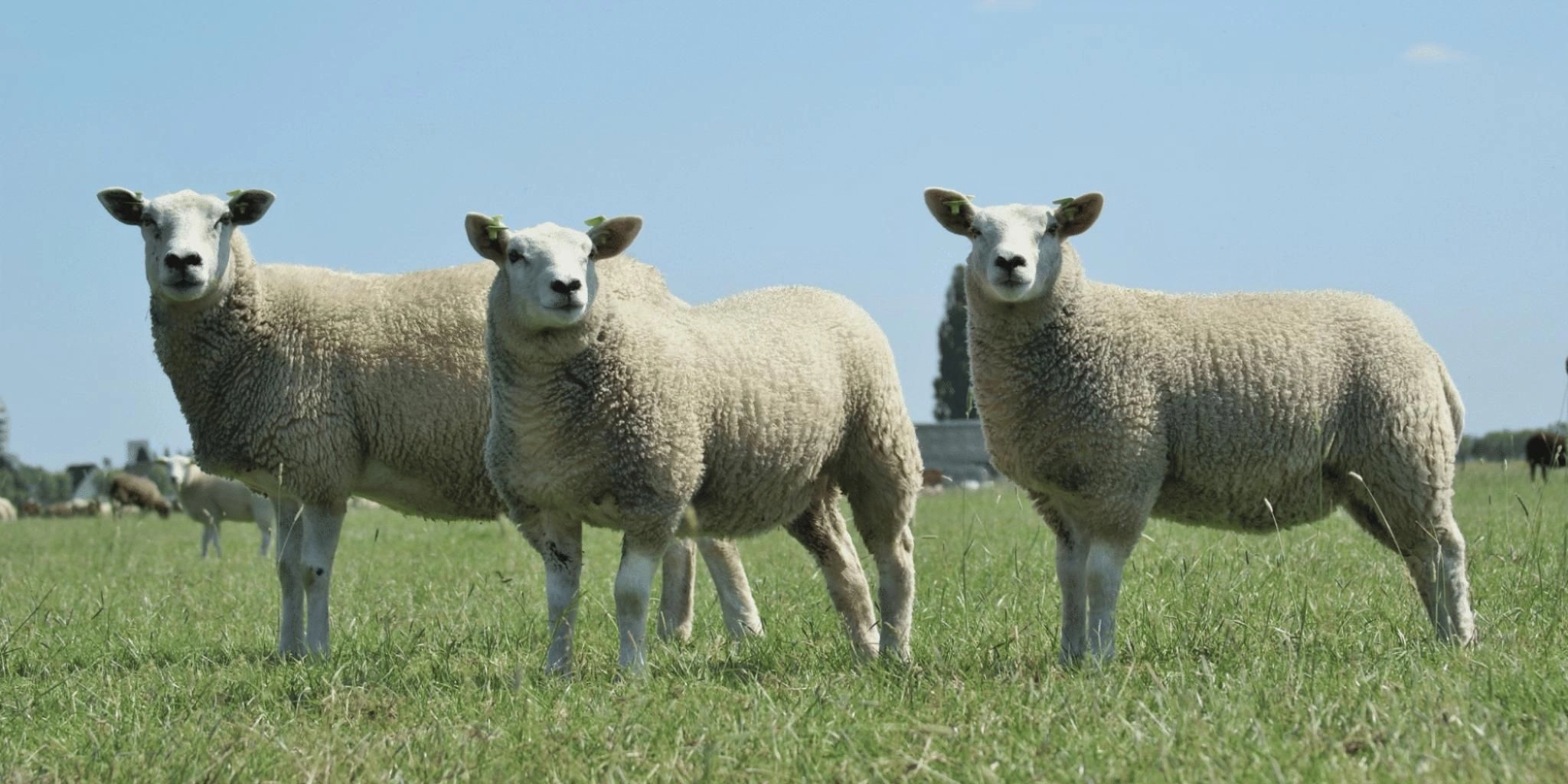 Schapen header
