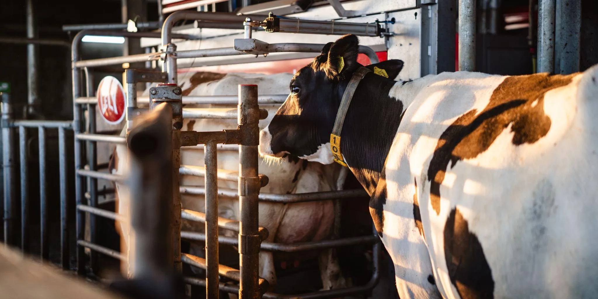 Robotmelken ZDWD2 header - ForFarmers Nederland