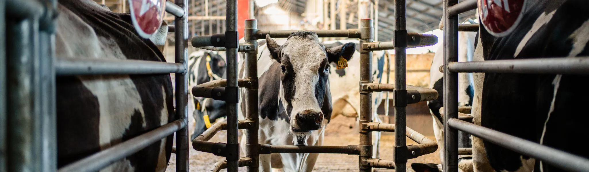 Robotmelken zdwd header - ForFarmers Nederland
