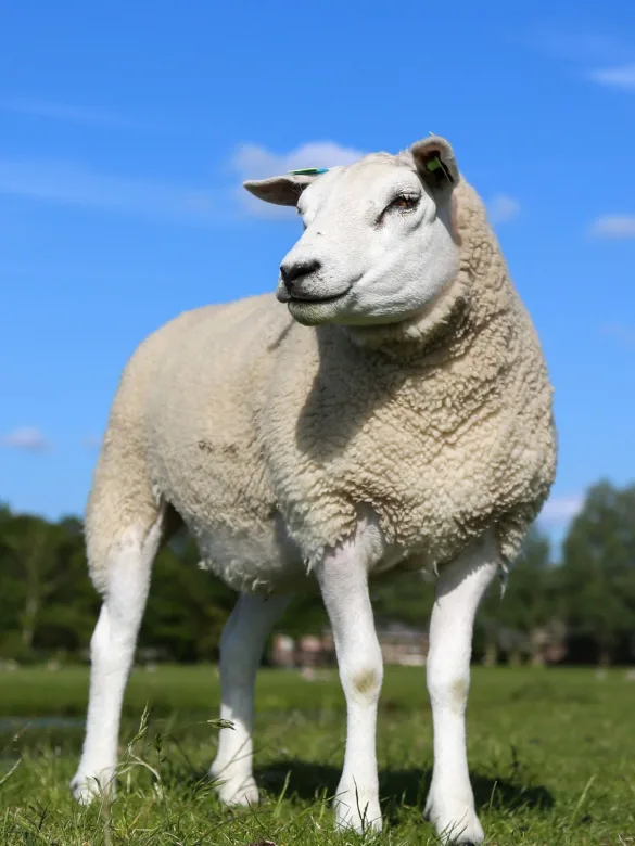 CTA schaap