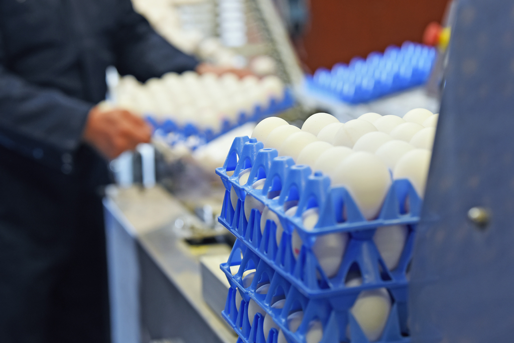 eiertrays blauw ZDWD - Primary site