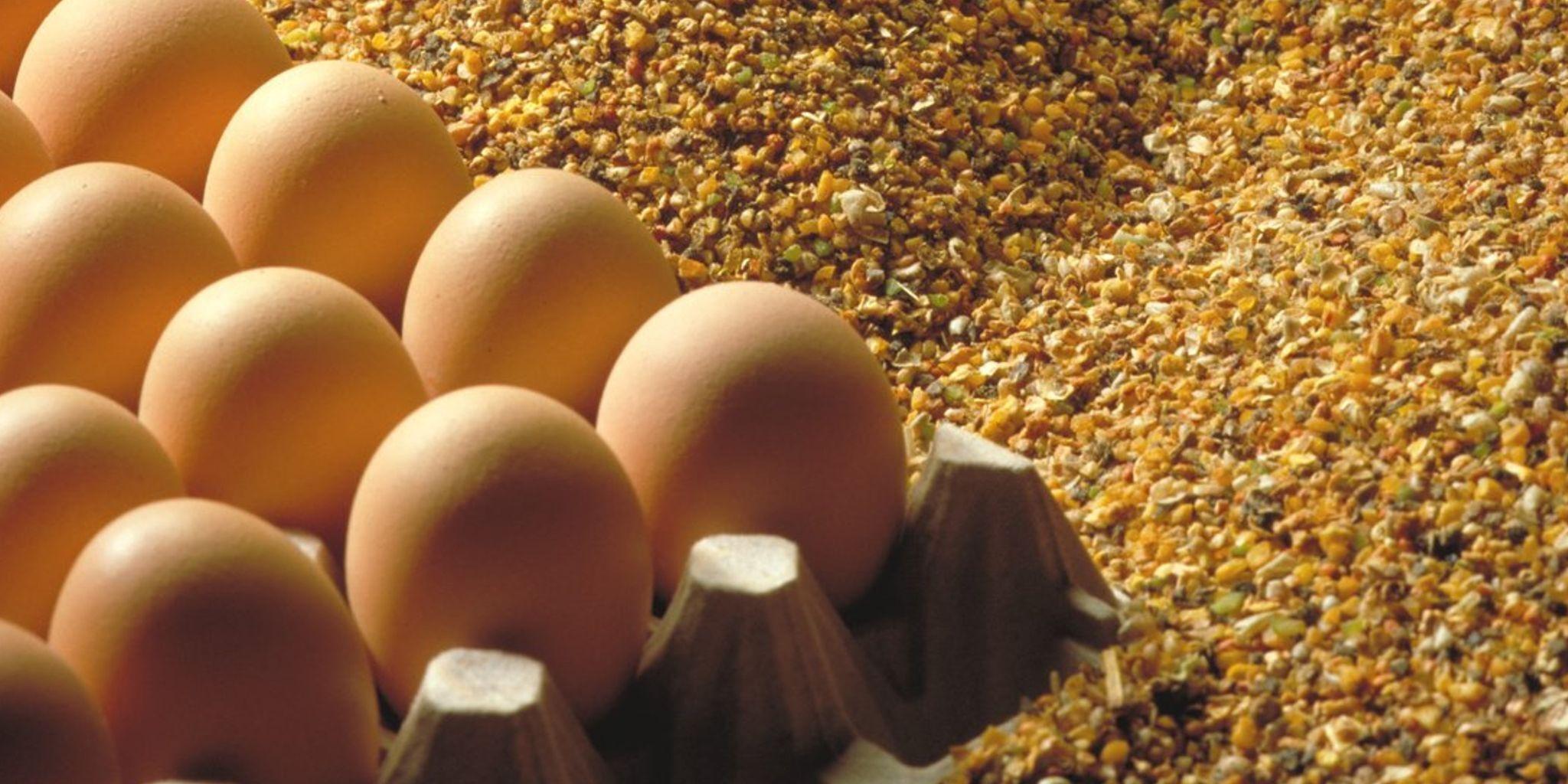 Header web eieren en voer pluimvee Easy Start - ForFarmers Nederland