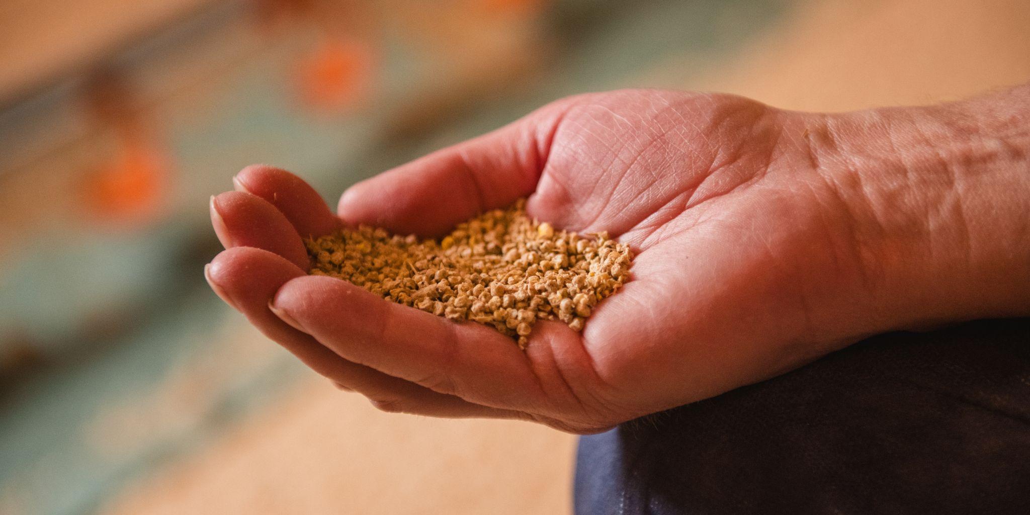 Header kuikens ZDWD 9 - ForFarmers Nederland