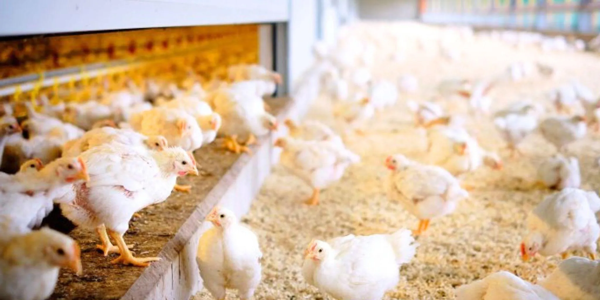 Header Marc Rensen 1 - ForFarmers Nederland