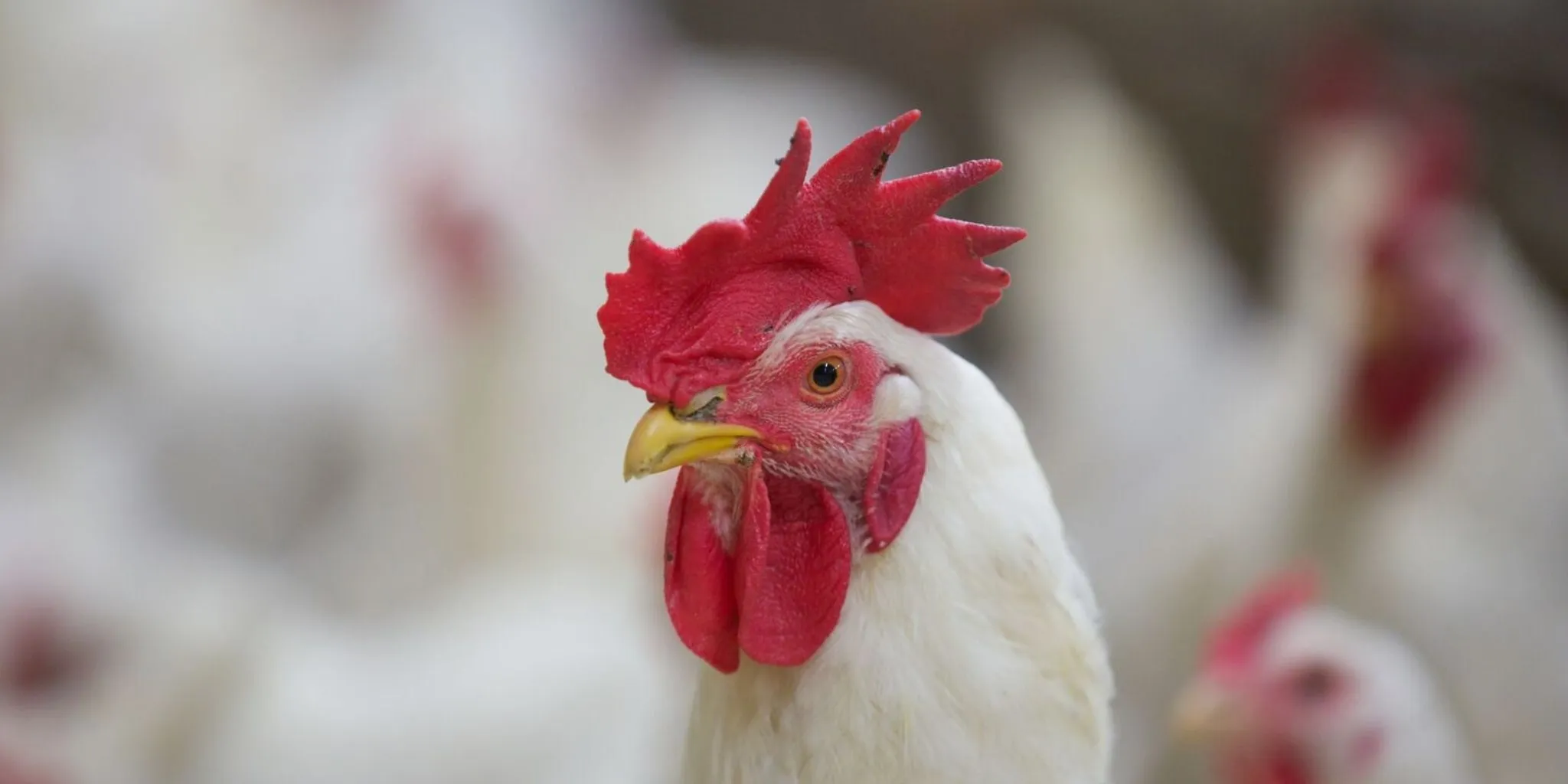 Vleeskuikenouderdieren vermeerdering - ForFarmers Nederland