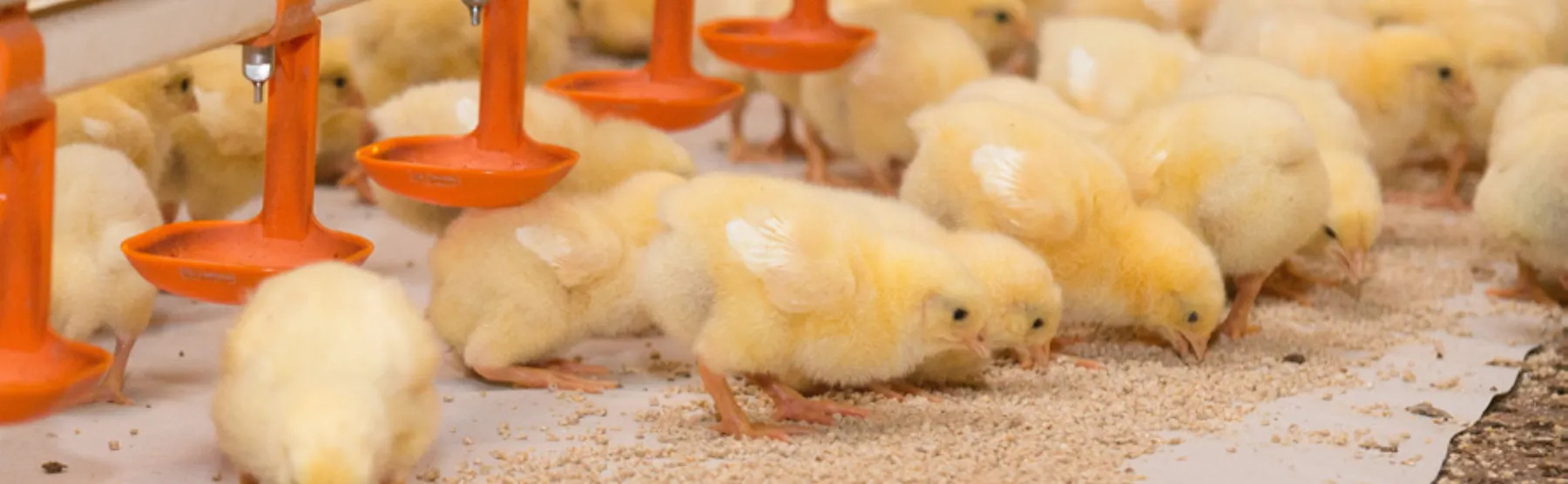 Header Pre start 1800 x 556 - ForFarmers Nederland