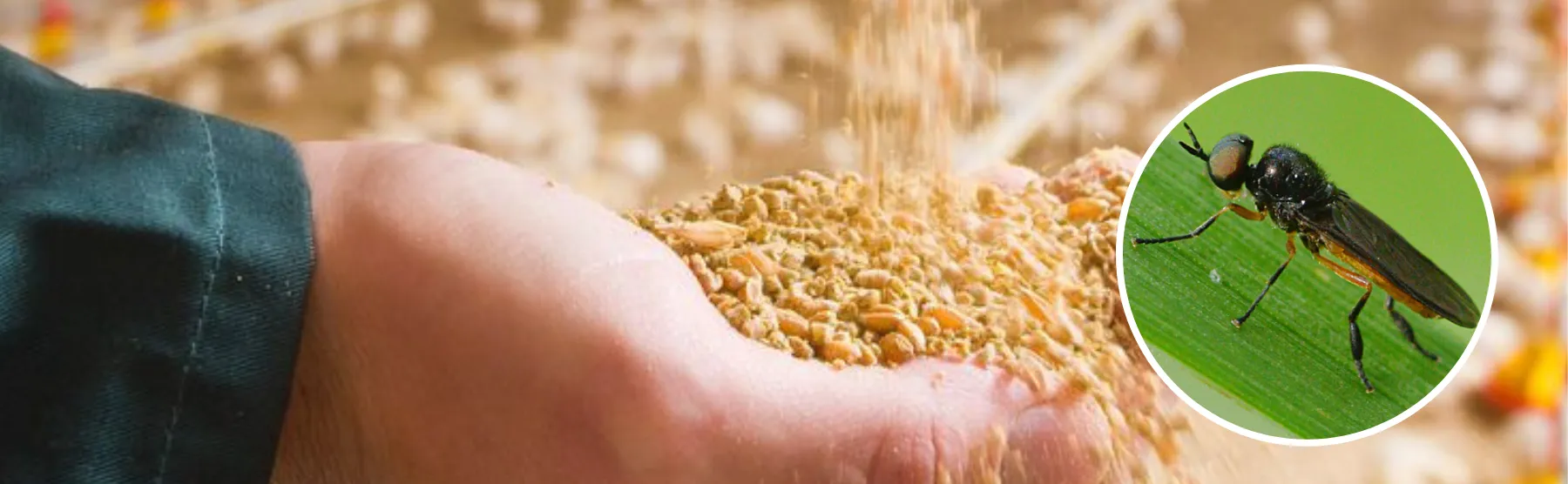 Header onderzoek insectenolie 1800 x 556 - ForFarmers Nederland