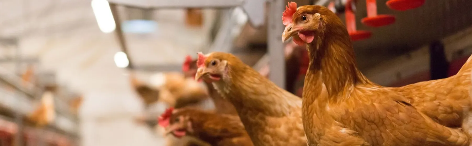 Header bruine hen - ForFarmers Nederland