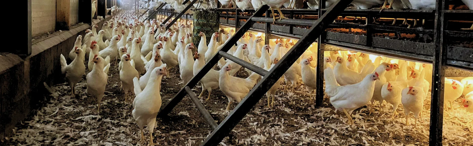 Leghennen conditie veertjes - ForFarmers Nederland