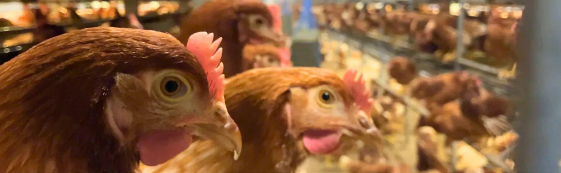 Header Easy Start hen bruin - ForFarmers Nederland