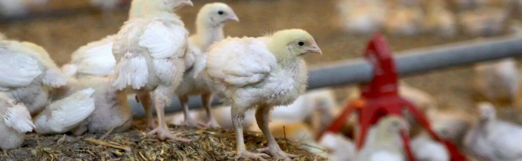BLK header - ForFarmers Nederland