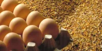 Header web eieren en voer pluimvee Easy Start - Split Feeding