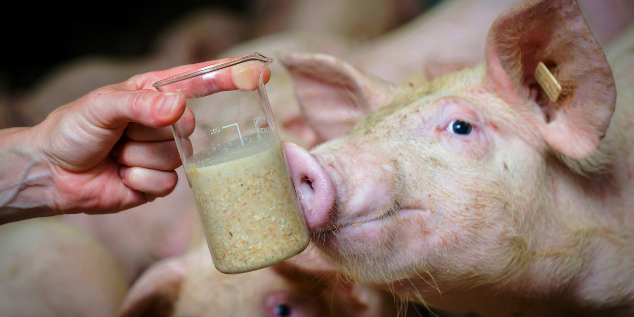 Varkens zelf mengen header - Primary site