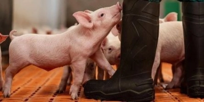 Biggen betere buikvulling - ForFarmers Nederland