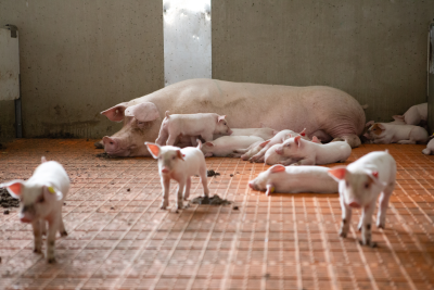 Groepsvrijloopkraamhokken 1 - ForFarmers Nederland
