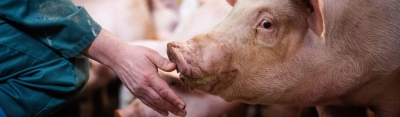 Vleesvarken met hand Header news 2048 600 3 - ForFarmers Nederland