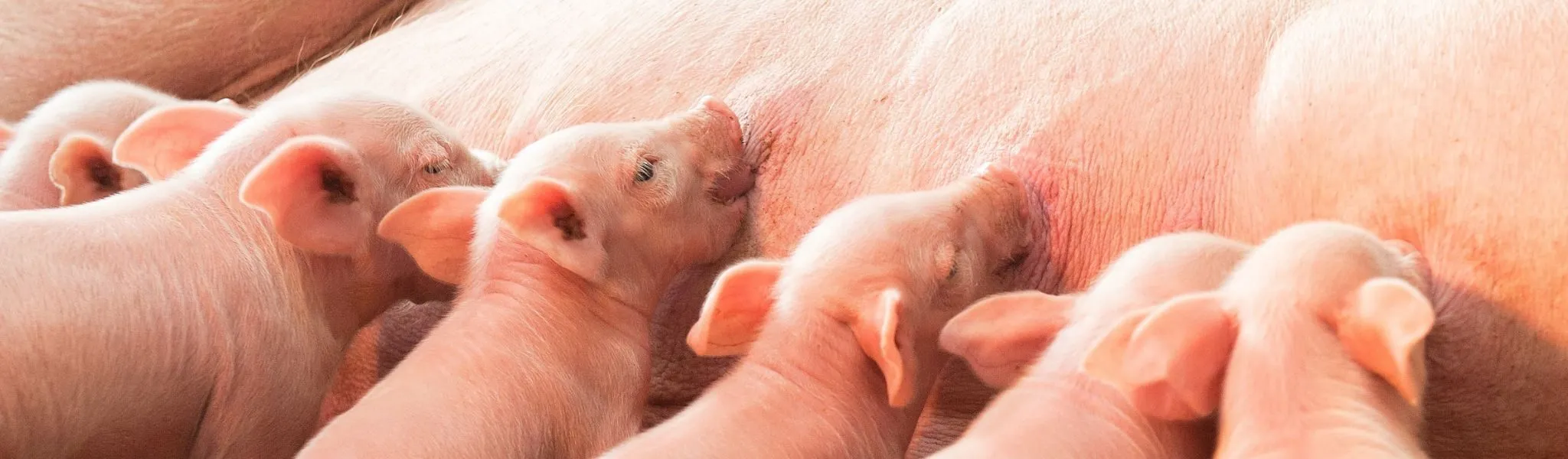 Header biggen bij zeug news 2048 600 5 - ForFarmers Nederland