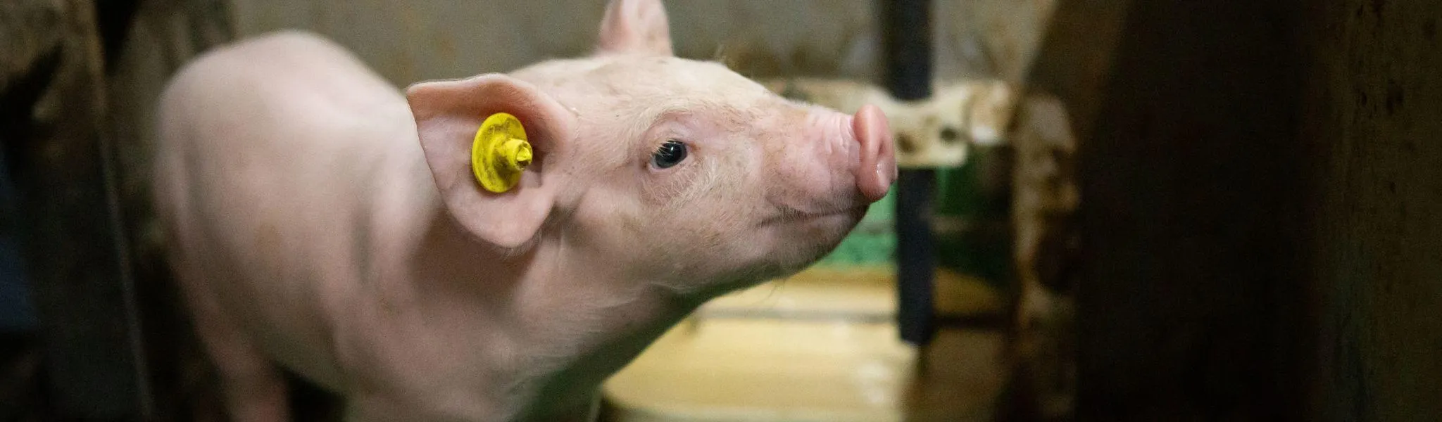 Big Nutrix - ForFarmers Nederland