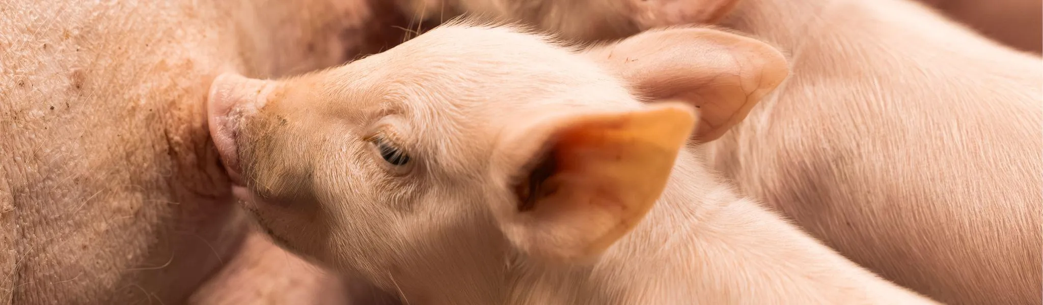 Big aan speen Header news 2048 600 - ForFarmers Nederland