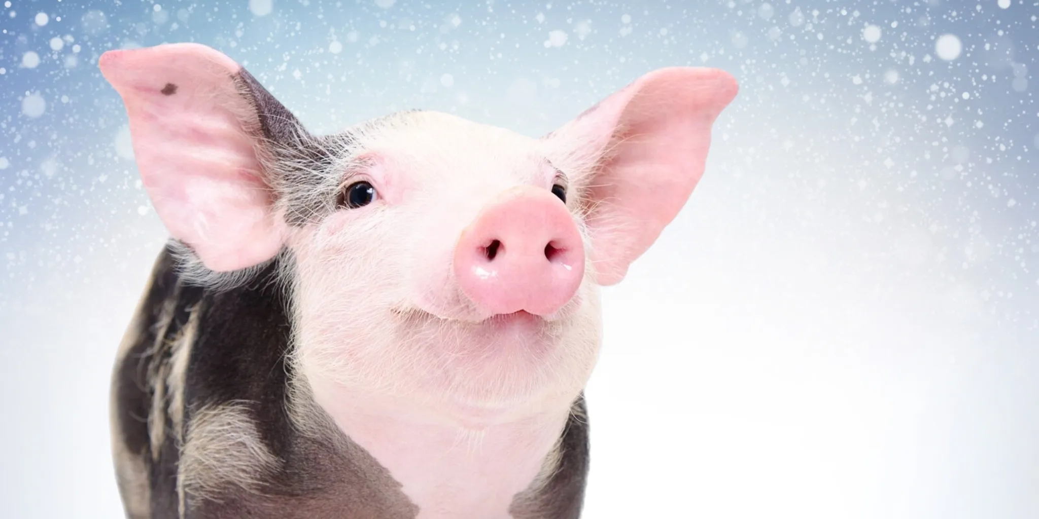 Koude big header nieuws - ForFarmers Nederland