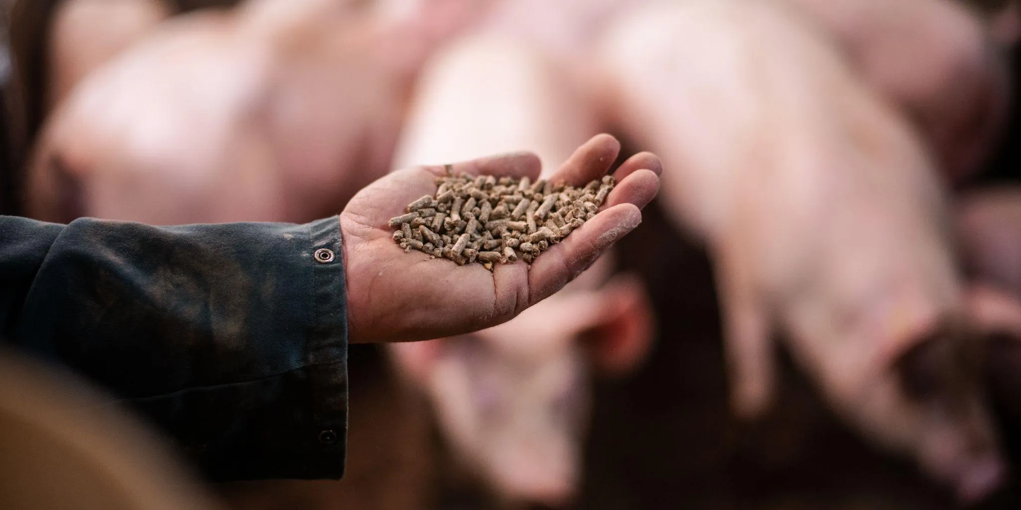 Vleesvarkens hand met voer ZDWD header - ForFarmers Nederland