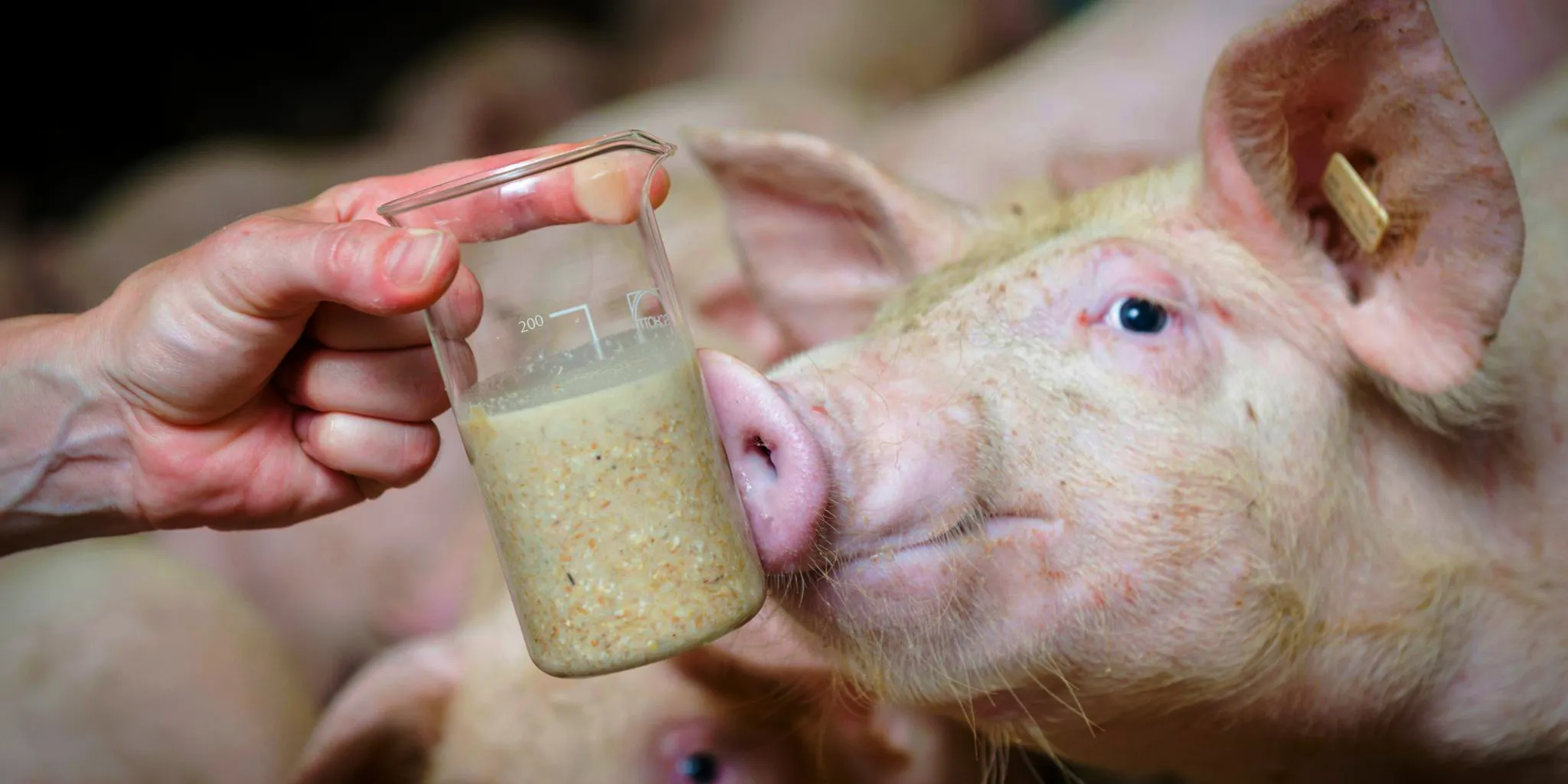 Varkens zelf mengen header - ForFarmers Nederland