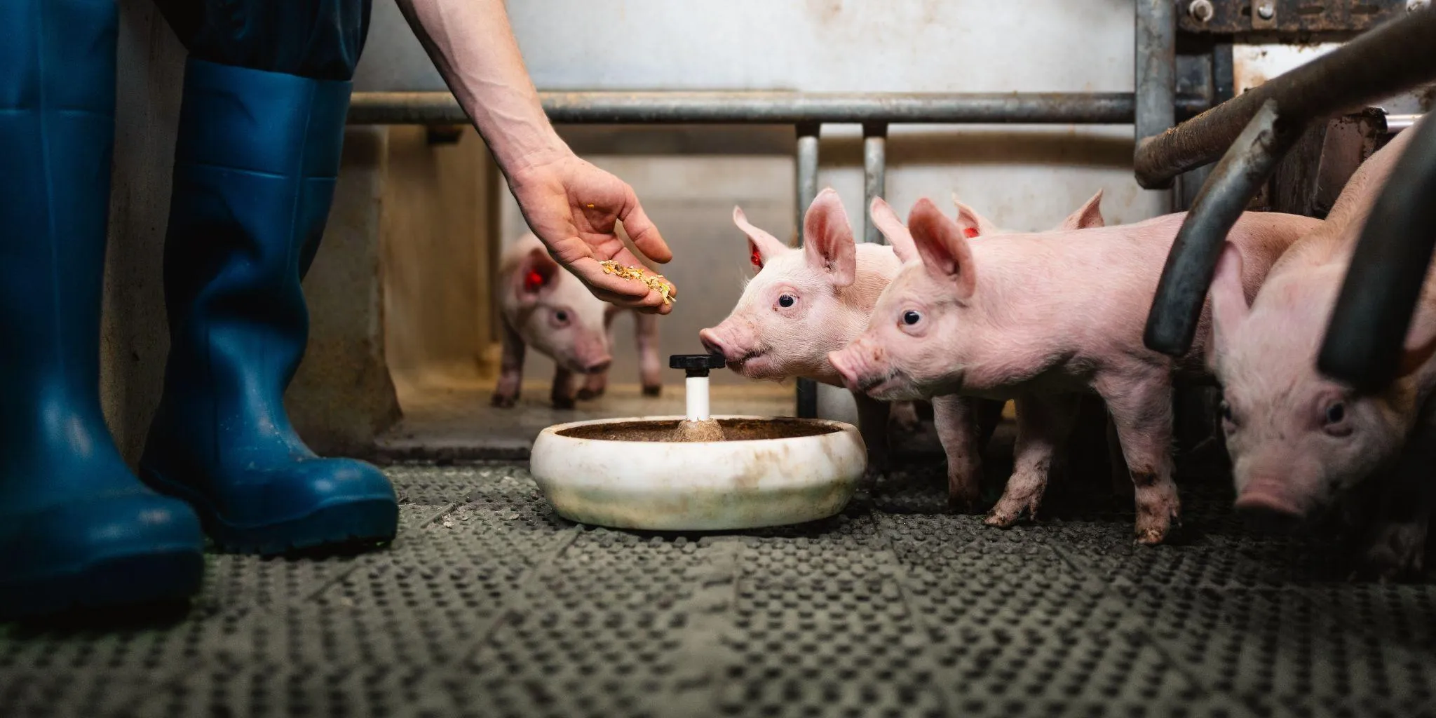 Big hand met voer ZDWD4 header - ForFarmers Nederland