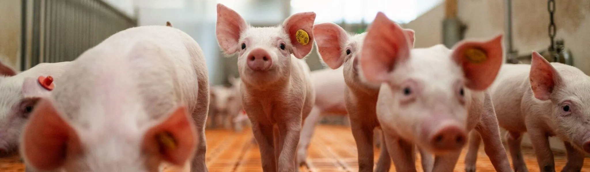 Big bijvoer Header news 2048 600 - ForFarmers Nederland
