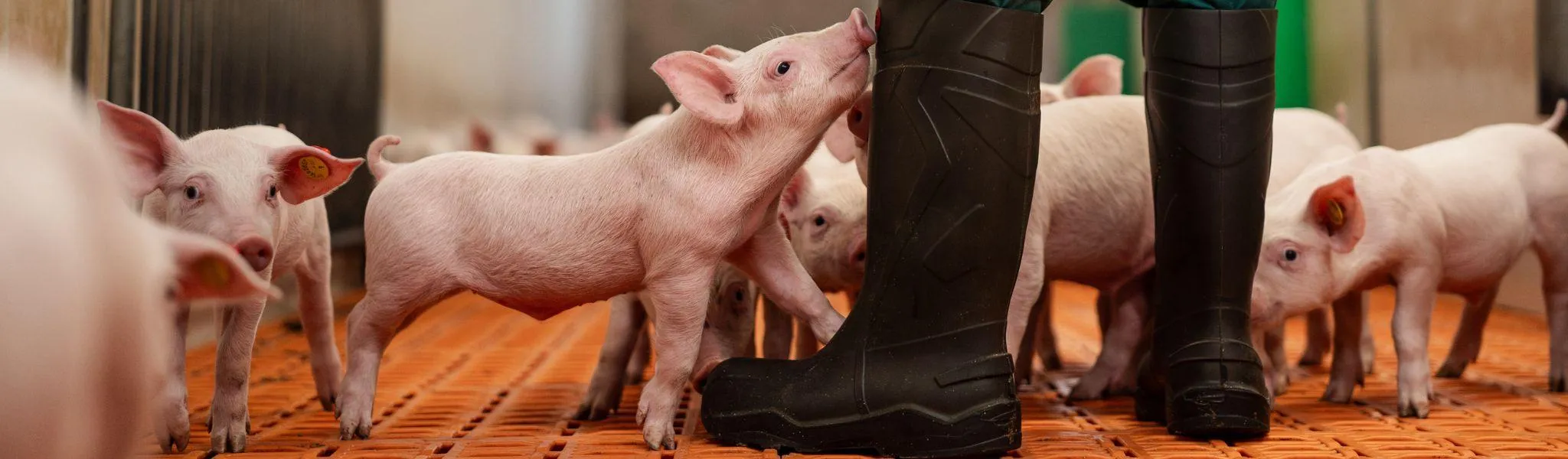 Big bij laars Header news 2048 600 3 - ForFarmers Nederland