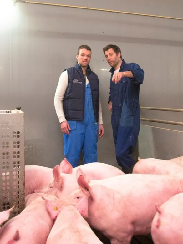 CTA varkens