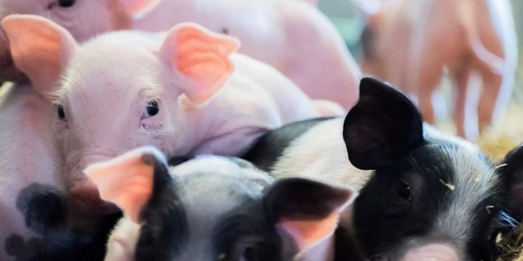 Reudink - Een smakelijk dieet stimuleert voeropname en groei van…