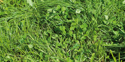 Header web gras klaver vernieuwd - Reudink Nederland