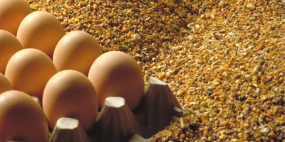 Voerconcept split feeding - Reudink Nederland