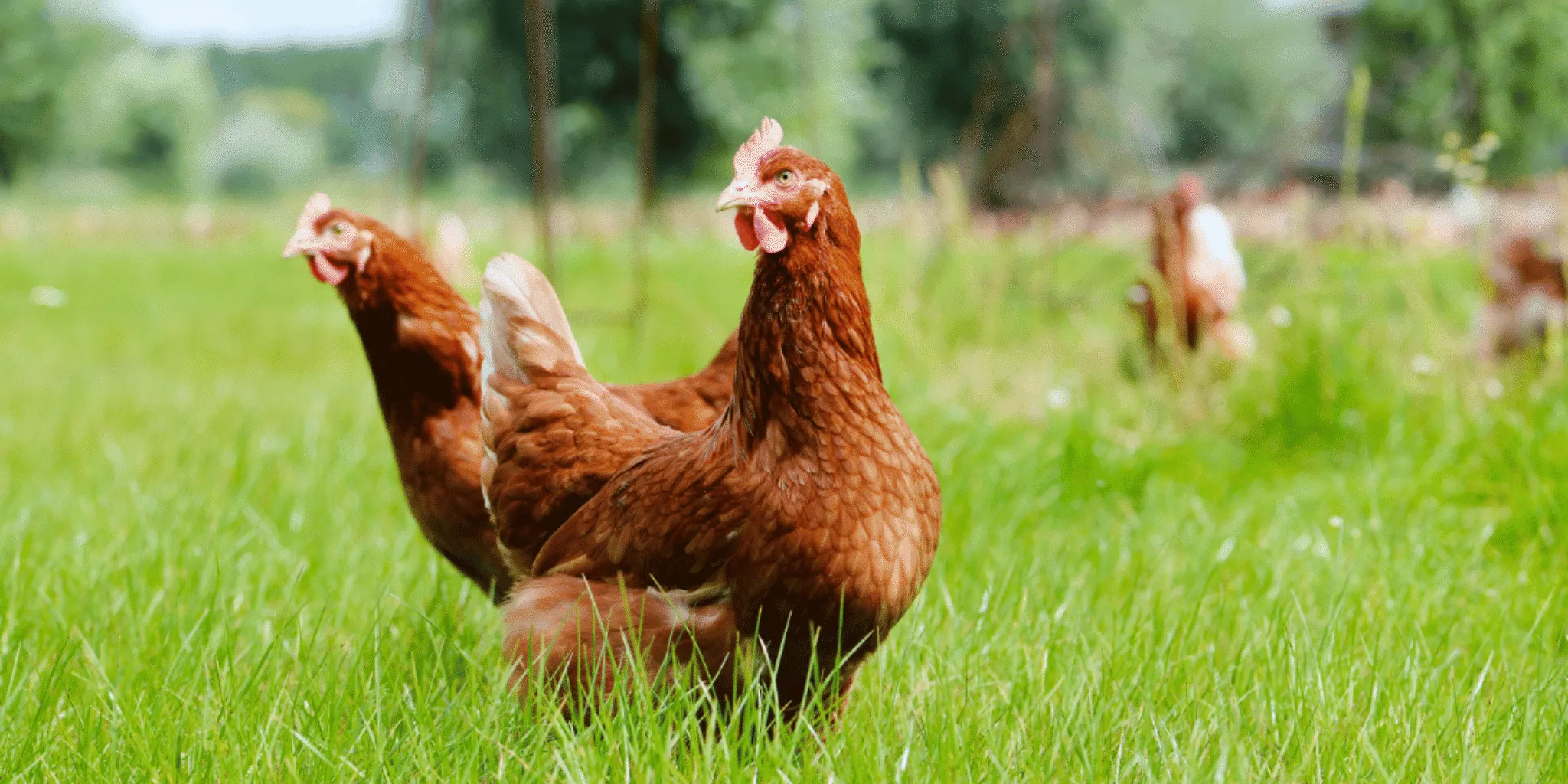 Header bruine kip in gras - Reudink Nederland