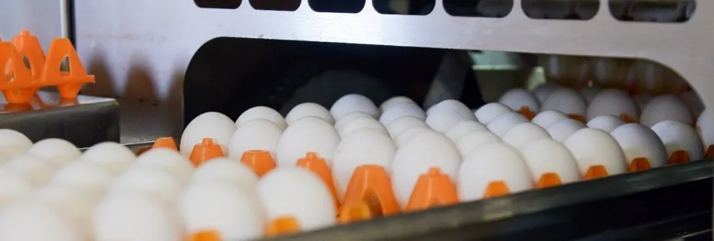 Eieren wit - ForFarmers Nederland