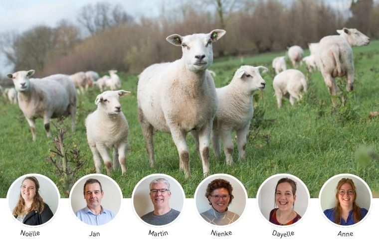 VB teampagina 062026 Schapen - Reudink GmbH