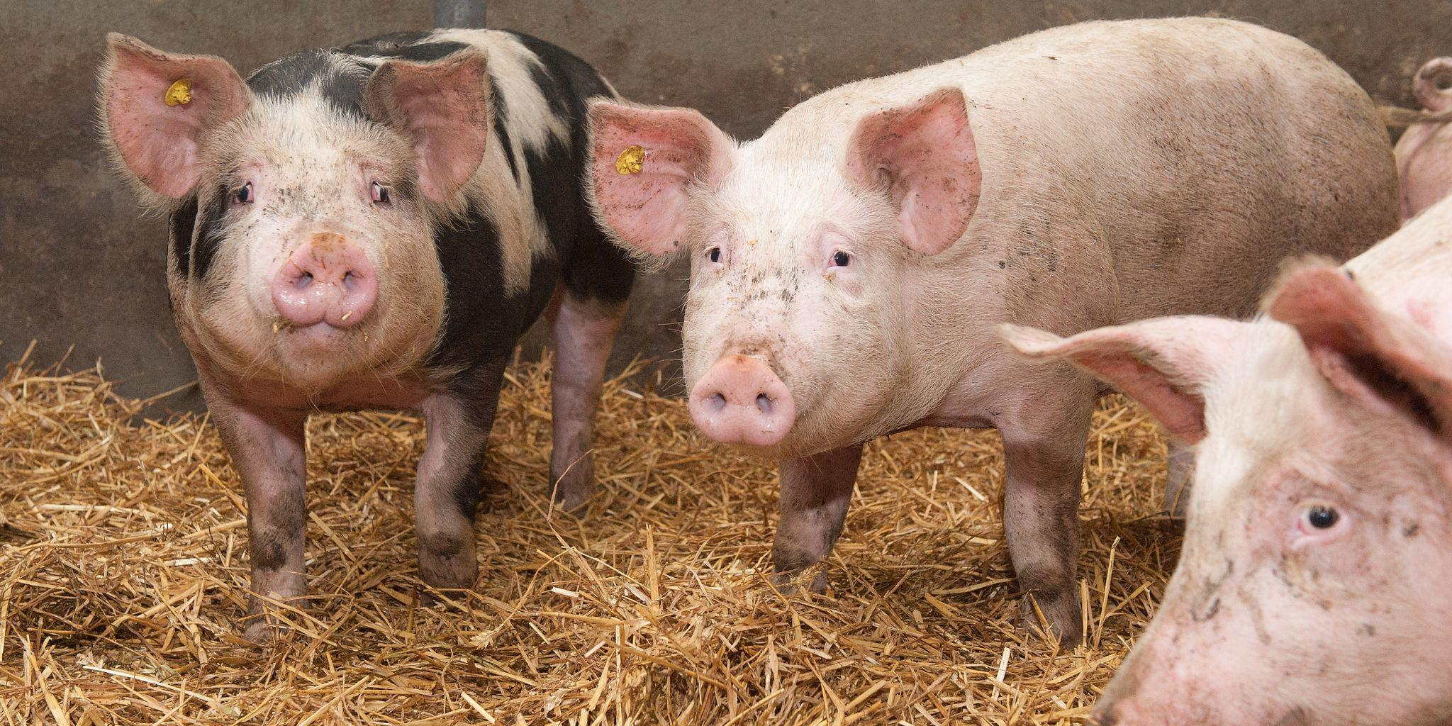 Header vleesvarkens - Reudink GmbH
