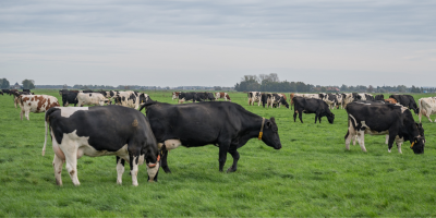 Header koeien in wei - ForFarmers Group (NL)