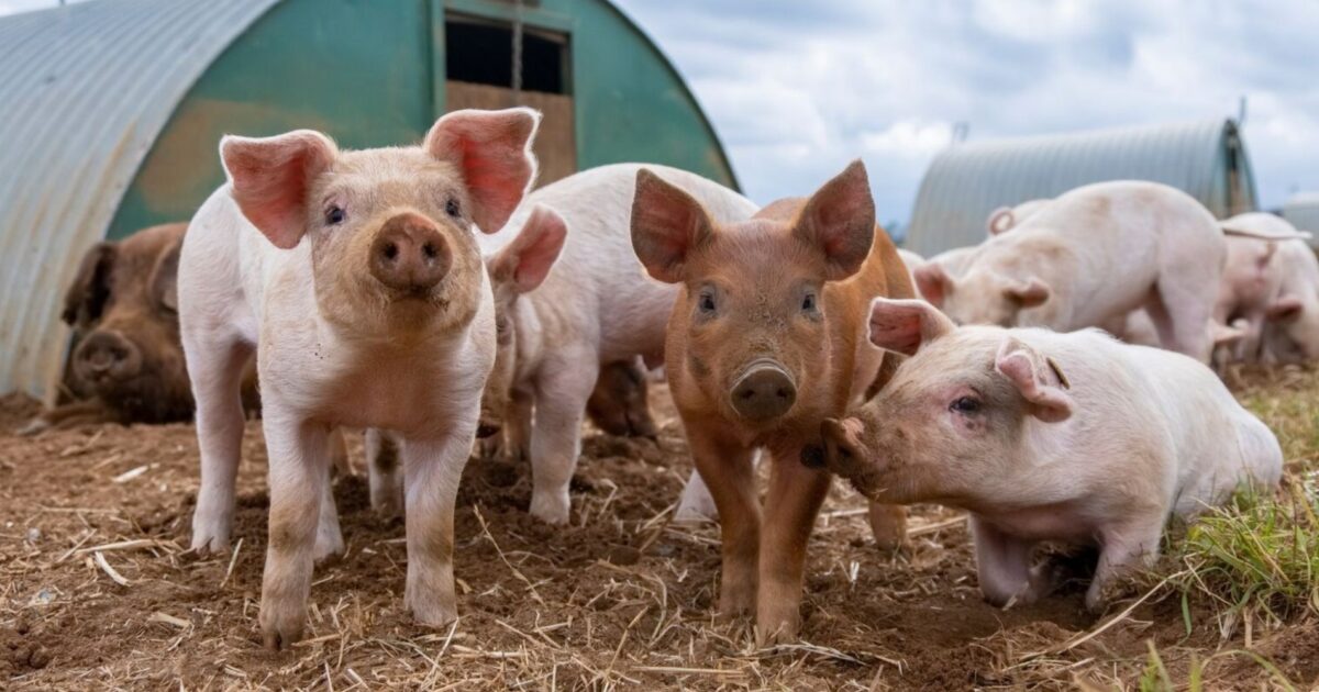 Маленький поросенок на ферме