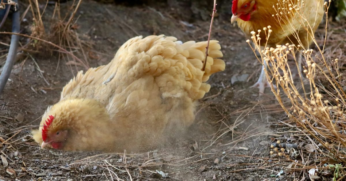 ForFarmers UK - Enriching your hens’ winter days