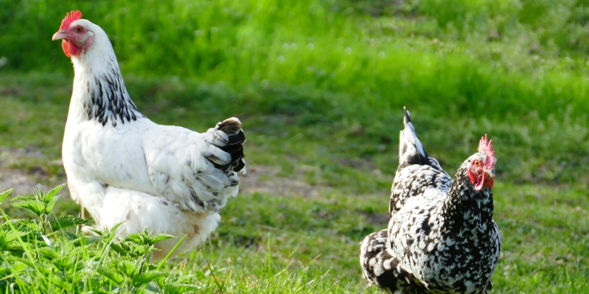 Cover Image Hens
