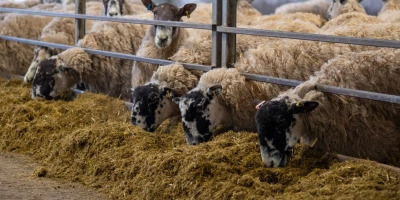 Ewes cover image - ForFarmers UK