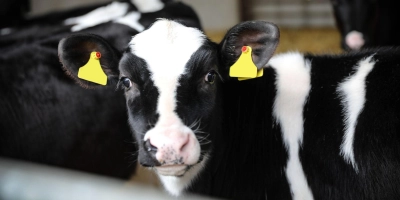 Calf 002 header - ForFarmers UK