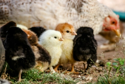Michael anfang LA Vcm B1 Gli0 unsplash 1 - ForFarmers UK
