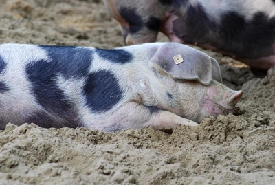 Ktine01 pig 2475314 - ForFarmers UK