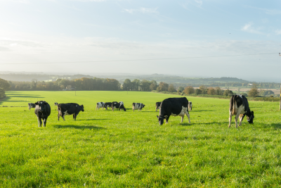 Cows at grass 03 - ForFarmers UK